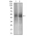 anti-HYAL1 antibody (Hyaluronidase-1) (N-Term)