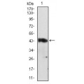 anti-HYAL1 antibody (Hyaluronidase-1) (N-Term)