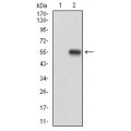 anti-HYAL1 antibody (Hyaluronidase-1) (N-Term)