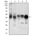 anti-HYAL1 antibody (Hyaluronidase-1) (N-Term)