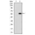 anti-HYAL1 antibody (Hyaluronidase-1) (N-Term)