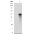 anti-HYAL1 antibody (Hyaluronidase-1) (N-Term)