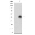 anti-HYAL1 antibody (Hyaluronidase-1) (N-Term)