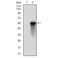 anti-HYAL1 antibody (Hyaluronidase-1) (N-Term)