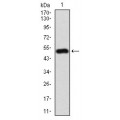 anti-HYAL1 antibody (Hyaluronidase-1) (N-Term)