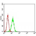 anti-HYAL1 antibody (Hyaluronidase-1) (N-Term)
