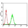 anti-HYAL1 antibody (Hyaluronidase-1) (N-Term)