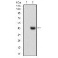 anti-HYAL1 antibody (Hyaluronidase-1) (N-Term)