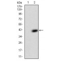 anti-HYAL1 antibody (Hyaluronidase-1) (N-Term)
