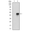 anti-HYAL1 antibody (Hyaluronidase-1) (N-Term)
