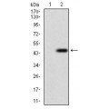 anti-HYAL1 antibody (Hyaluronidase-1) (N-Term)