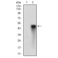 anti-HYAL1 antibody (Hyaluronidase-1) (N-Term)