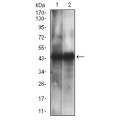 anti-HYAL1 antibody (Hyaluronidase-1) (N-Term)