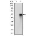 anti-HYAL1 antibody (Hyaluronidase-1) (N-Term)