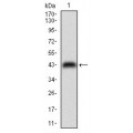 anti-HYAL1 antibody (Hyaluronidase-1) (N-Term)