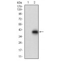 anti-HYAL1 antibody (Hyaluronidase-1) (N-Term)
