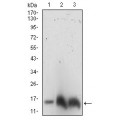 anti-HYAL1 antibody (Hyaluronidase-1) (N-Term)