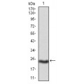 anti-HYAL1 antibody (Hyaluronidase-1) (N-Term)