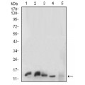 anti-HYAL1 antibody (Hyaluronidase-1) (N-Term)