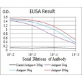 anti-HYAL1 antibody (Hyaluronidase-1) (N-Term)