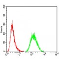 anti-HYAL1 antibody (Hyaluronidase-1) (N-Term)