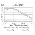 anti-HYAL1 antibody (Hyaluronidase-1) (N-Term)