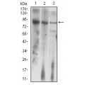 anti-HYAL1 antibody (Hyaluronidase-1) (N-Term)