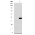 anti-HYAL1 antibody (Hyaluronidase-1) (N-Term)