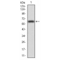 anti-HYAL1 antibody (Hyaluronidase-1) (N-Term)