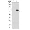 anti-HYAL1 antibody (Hyaluronidase-1) (N-Term)