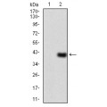anti-HYAL1 antibody (Hyaluronidase-1) (N-Term)
