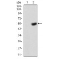anti-HYAL1 antibody (Hyaluronidase-1) (N-Term)