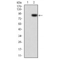 anti-HYAL1 antibody (Hyaluronidase-1) (N-Term)