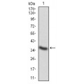 anti-HYAL1 antibody (Hyaluronidase-1) (N-Term)