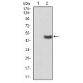 anti-HYAL1 antibody (Hyaluronidase-1) (N-Term)