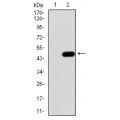 anti-HYAL1 antibody (Hyaluronidase-1) (N-Term)