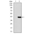 anti-HYAL1 antibody (Hyaluronidase-1) (N-Term)