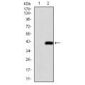 anti-HYAL1 antibody (Hyaluronidase-1) (N-Term)