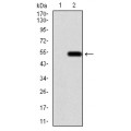 anti-HYAL1 antibody (Hyaluronidase-1) (N-Term)