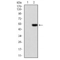 anti-HYAL1 antibody (Hyaluronidase-1) (N-Term)