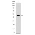 anti-HYAL1 antibody (Hyaluronidase-1) (N-Term)