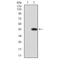 anti-HYAL1 antibody (Hyaluronidase-1) (N-Term)