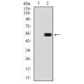 anti-HYAL1 antibody (Hyaluronidase-1) (N-Term)