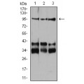 anti-HYAL1 antibody (Hyaluronidase-1) (N-Term)