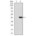 anti-HYAL1 antibody (Hyaluronidase-1) (N-Term)