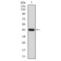 anti-HYAL1 antibody (Hyaluronidase-1) (N-Term)