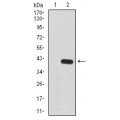 anti-HYAL1 antibody (Hyaluronidase-1) (N-Term)