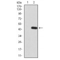 anti-HYAL1 antibody (Hyaluronidase-1) (N-Term)