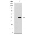 anti-HYAL1 antibody (Hyaluronidase-1) (N-Term)