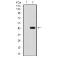 anti-HYAL1 antibody (Hyaluronidase-1) (N-Term)